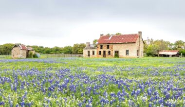 Texas Wildflower Road Trip Guide From Austin to Brenham