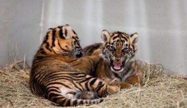 Dallas Zoo reveals the birth, pictures of twin Sumatran tiger cubs, announces naming contest fundraiser