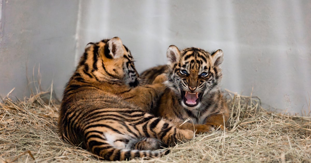 Dallas Zoo reveals the birth, pictures of twin Sumatran tiger cubs, announces naming contest fundraiser