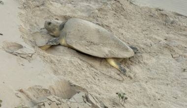 First sea turtle nest in Texas found on North Padre Island