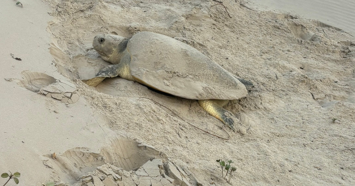 First sea turtle nest in Texas found on North Padre Island
