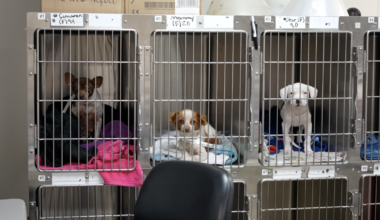 Corpus Christi non-profit gets $500,000 grant to help stray animals