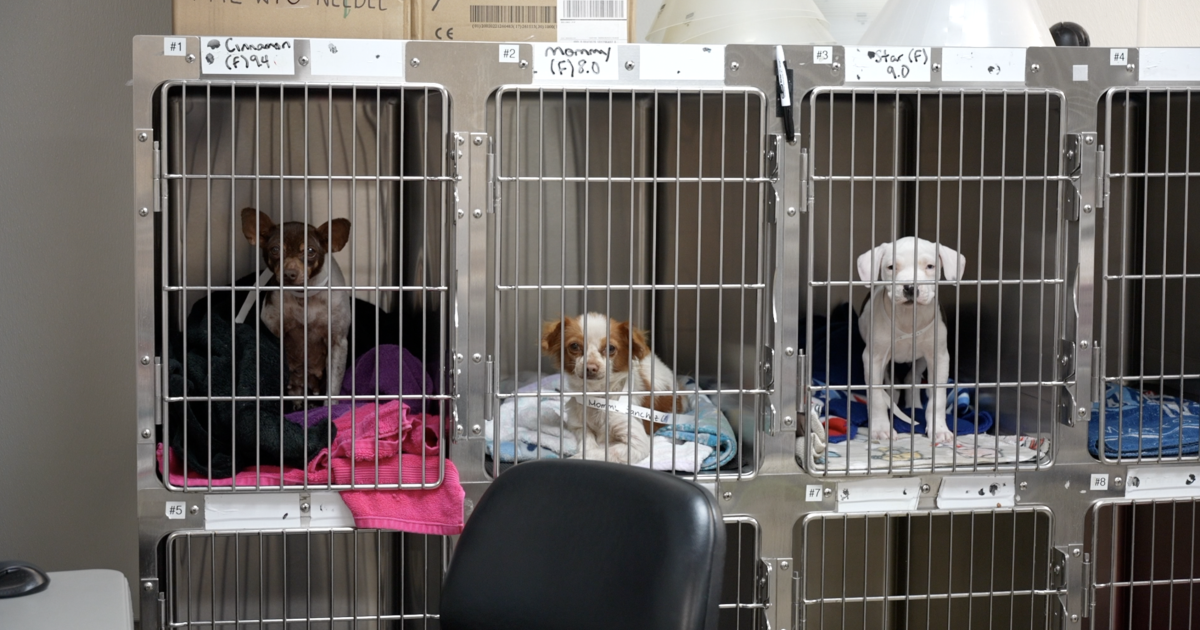 Corpus Christi non-profit gets $500,000 grant to help stray animals