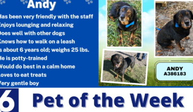 Pet of the Week: Andy