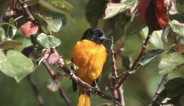 Corpus Christi's 9th annual Birdiest Festival in America returns