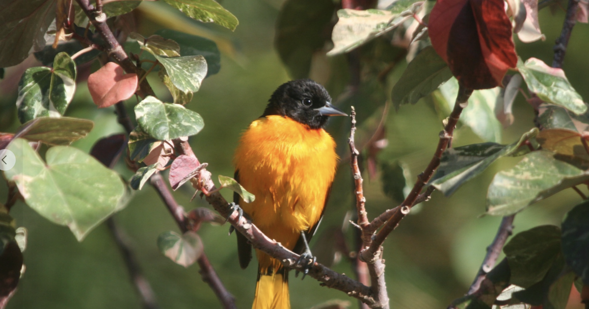 Corpus Christi's 9th annual Birdiest Festival in America returns