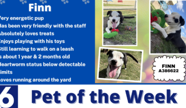 Pet of the Week: Finn