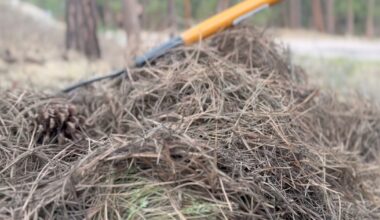 What to do with your pine needles in El Paso and Teller Counties