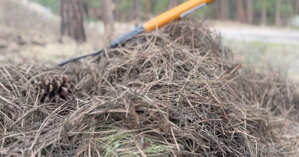 What to do with your pine needles in El Paso and Teller Counties
