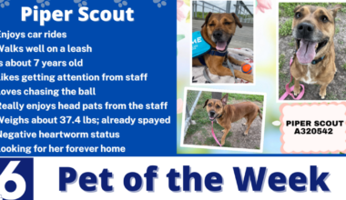 Pet of the Week: Piper Scout