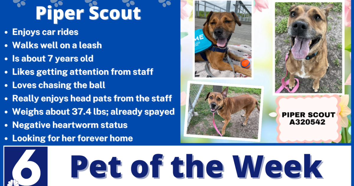 Pet of the Week: Piper Scout