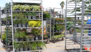 Botanical Gardens annual plant sale features drought-resistant plants