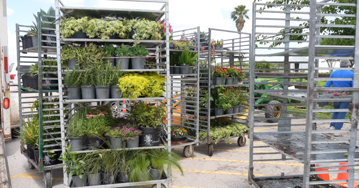 Botanical Gardens annual plant sale features drought-resistant plants