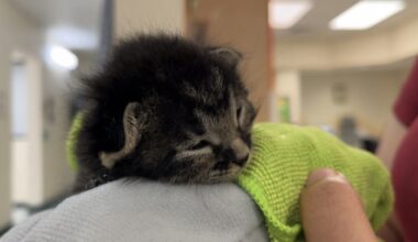 J. Barrera Law teams up with CCACS to cover pet adoption fees