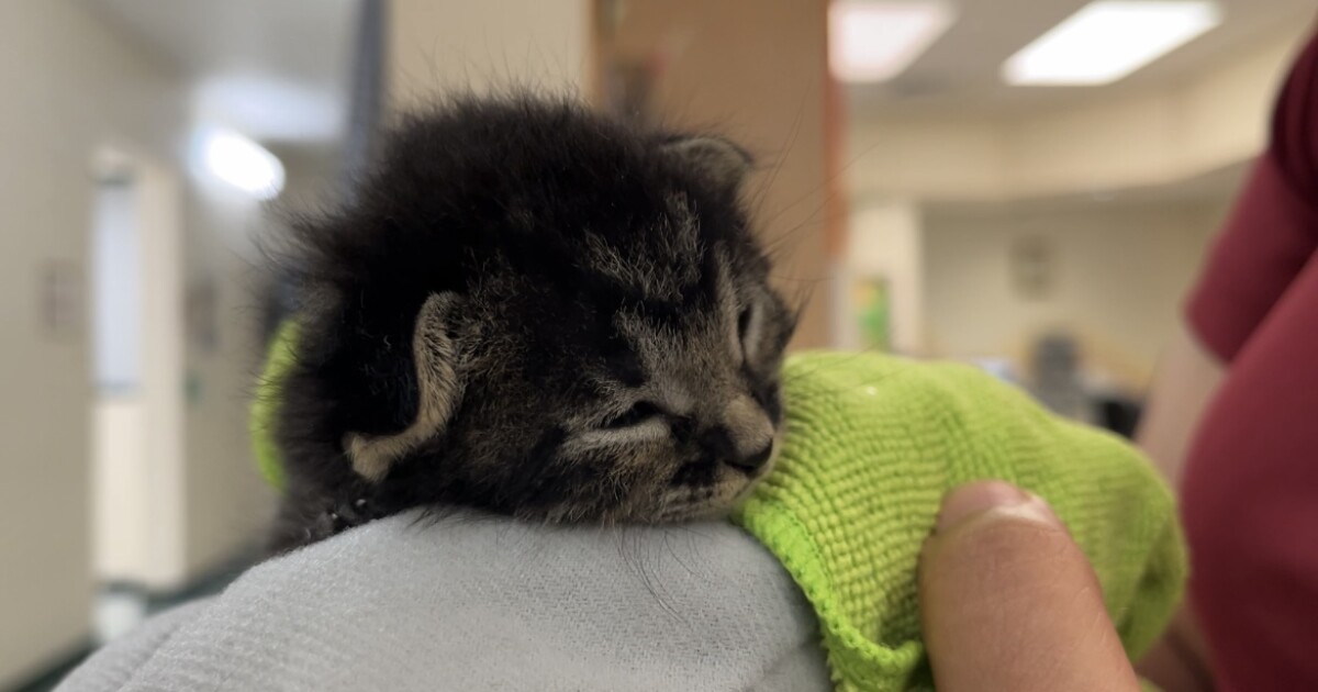 J. Barrera Law teams up with CCACS to cover pet adoption fees