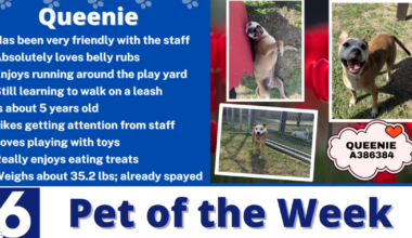 Pet of the Week: Queenie
