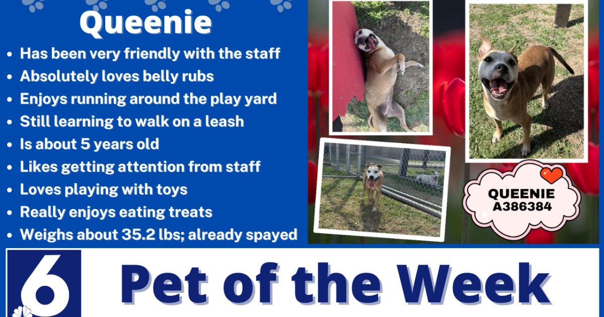 Pet of the Week: Queenie
