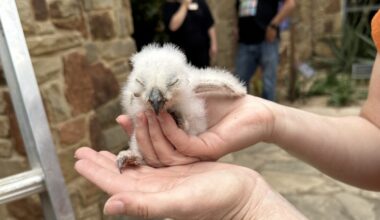 Athena's surviving owlet rescued from Wildflower Center