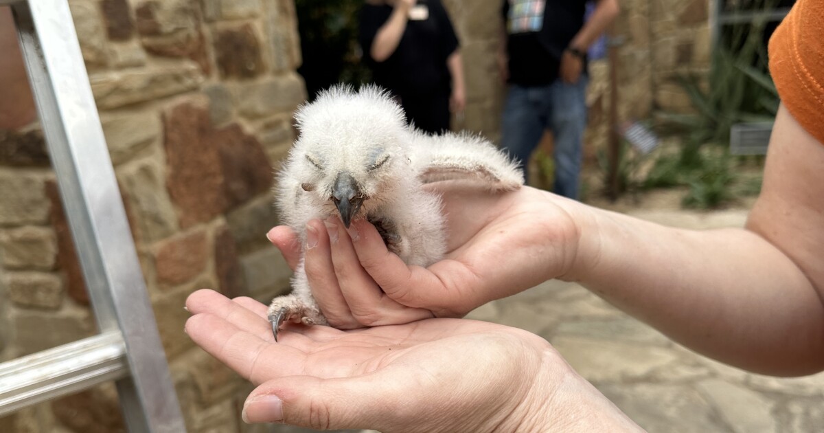 Athena's surviving owlet rescued from Wildflower Center