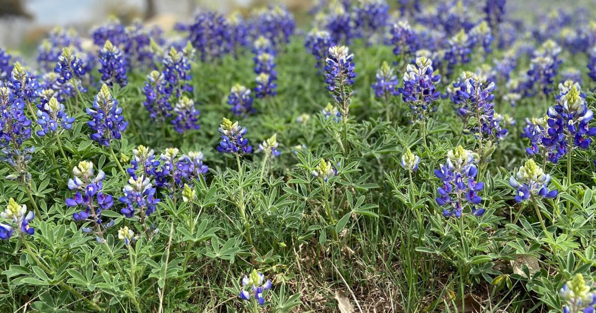 Burnet Bluebonnet Festival set for this weekend, north of San Antonio