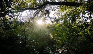 What's up with that sculpture in the Barton Creek Greenbelt?