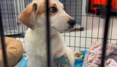 BARC euthanizes more adoptable dogs and cats than any other shelter in Texas, says nonprofit