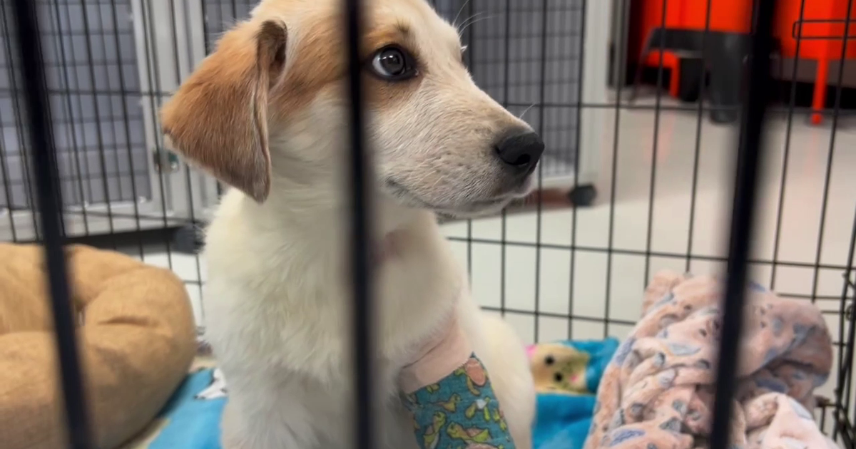 BARC euthanizes more adoptable dogs and cats than any other shelter in Texas, says nonprofit