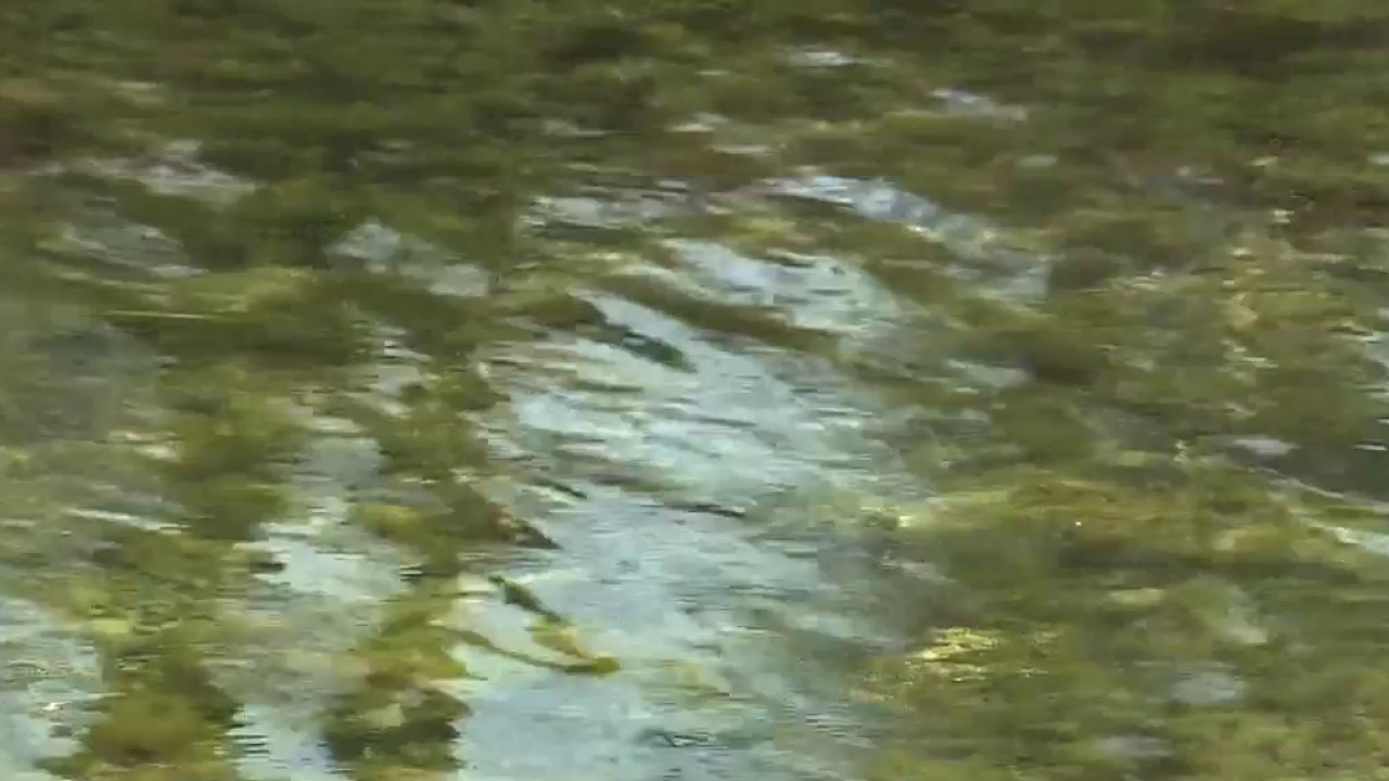 PREVIOUS COVERAGE: Historic lows for Barton Springs-Edwards Aquifer