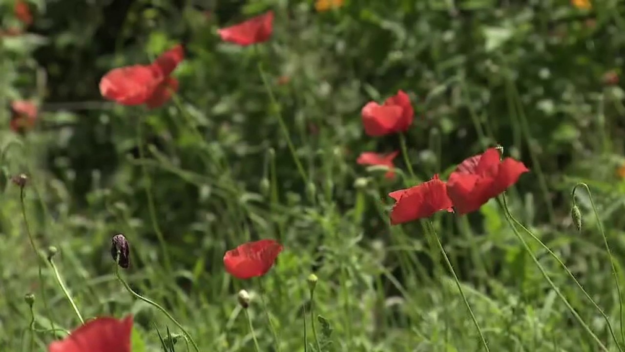 Georgetown Red Poppy Fest returns
