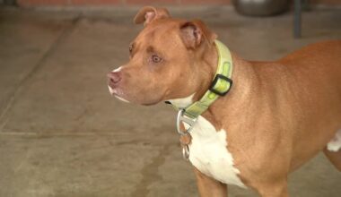 Fort Worth Fire Department adopts homeless veteran's dog, helps former owner get back on track