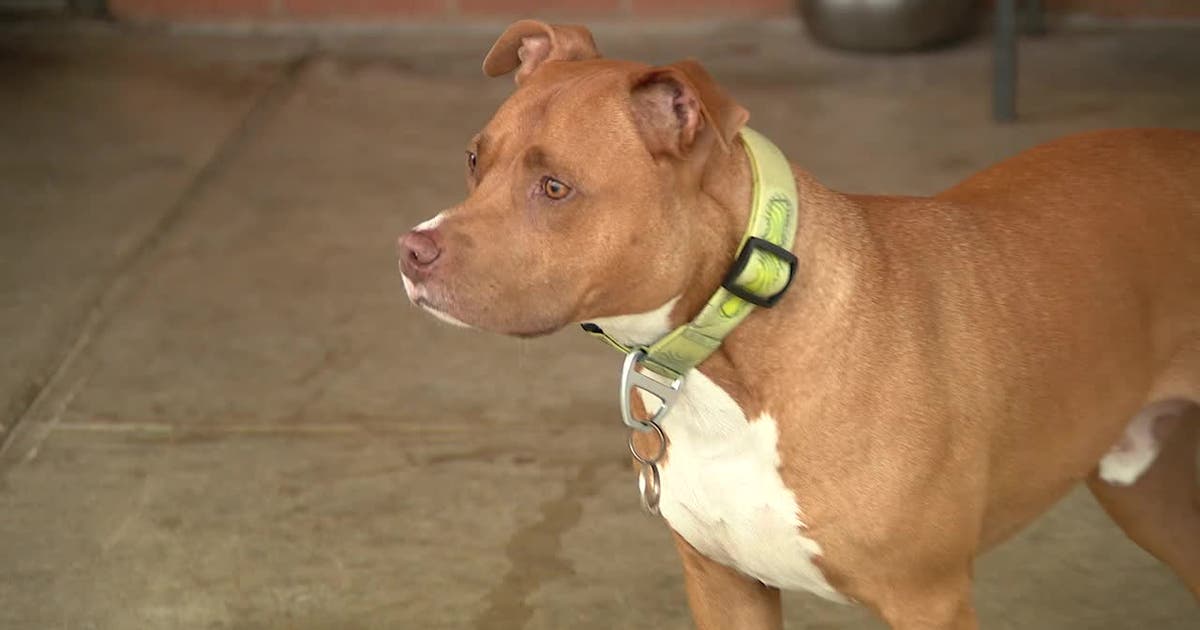 Fort Worth Fire Department adopts homeless veteran's dog, helps former owner get back on track