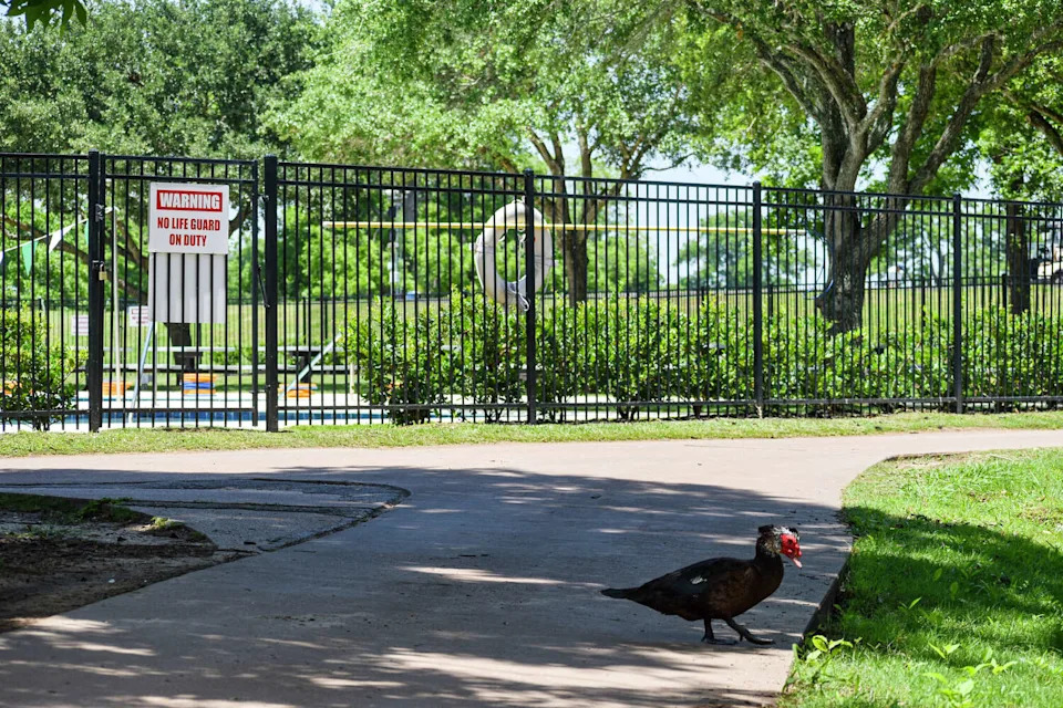 Golfers say invasive ducks have become part of everyday life at The Club at Pecan Grove in Richmond. (Ariana Garcia)