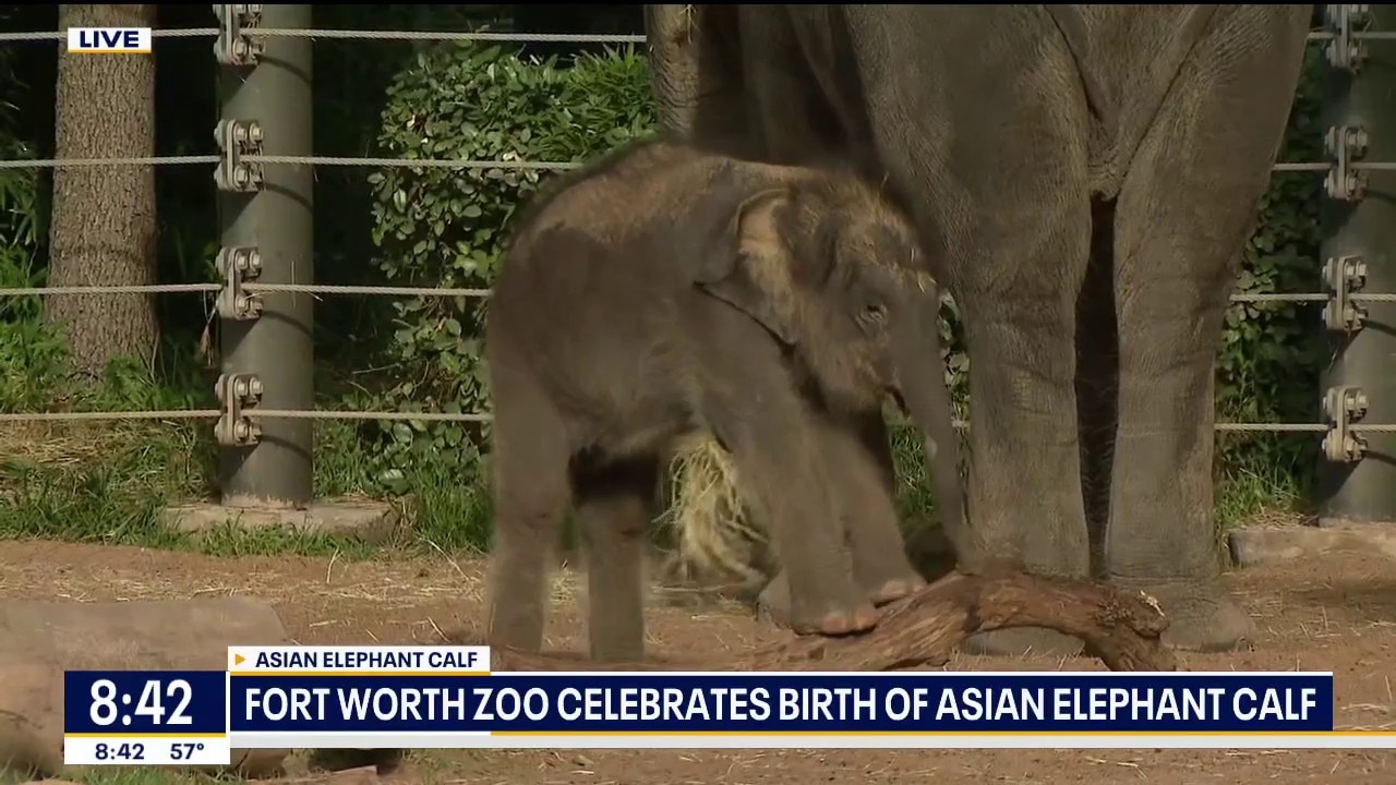 Fort Worth Zoo welcomes another baby elephant
