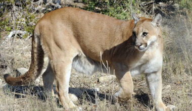 Texas proposes major new rules for mountain lion hunting