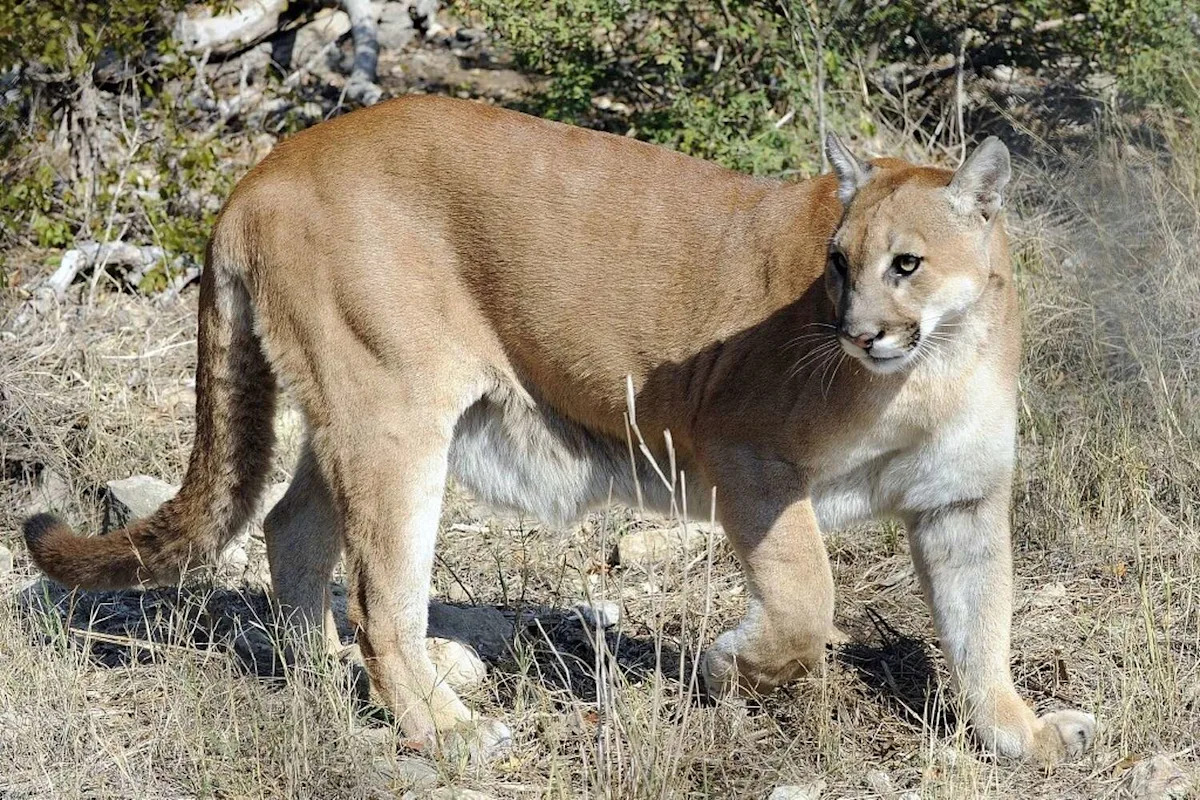 Texas proposes major new rules for mountain lion hunting