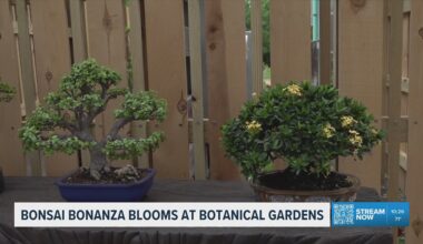 New Bonsai Bonanza exhibit blooms at the South Texas Botanical Gardens and Nature Center