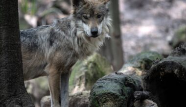 Are Mexican gray wolves being released in Texas?