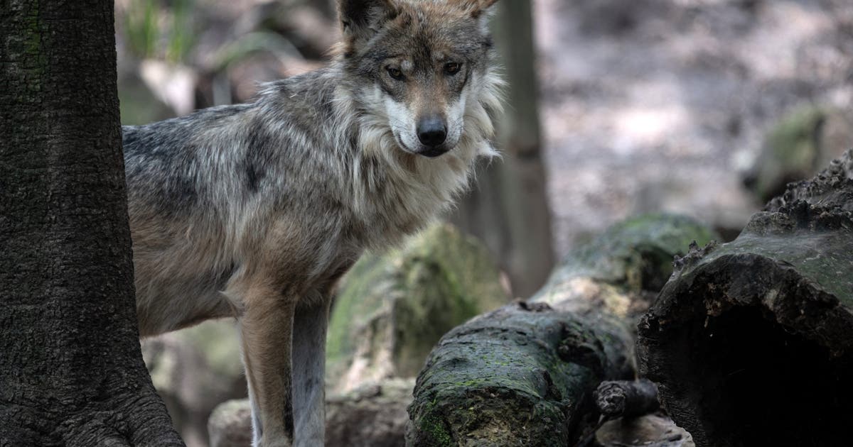 Are Mexican gray wolves being released in Texas?