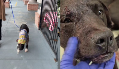 10-month-old dog endures unimaginable cruelty, owner under criminal investigation