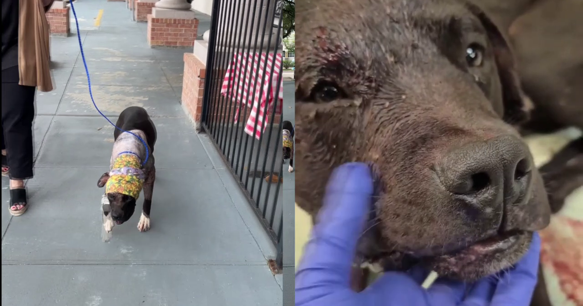 10-month-old dog endures unimaginable cruelty, owner under criminal investigation