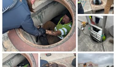 Stormy the crying kitten rescued from Texas storm drain
