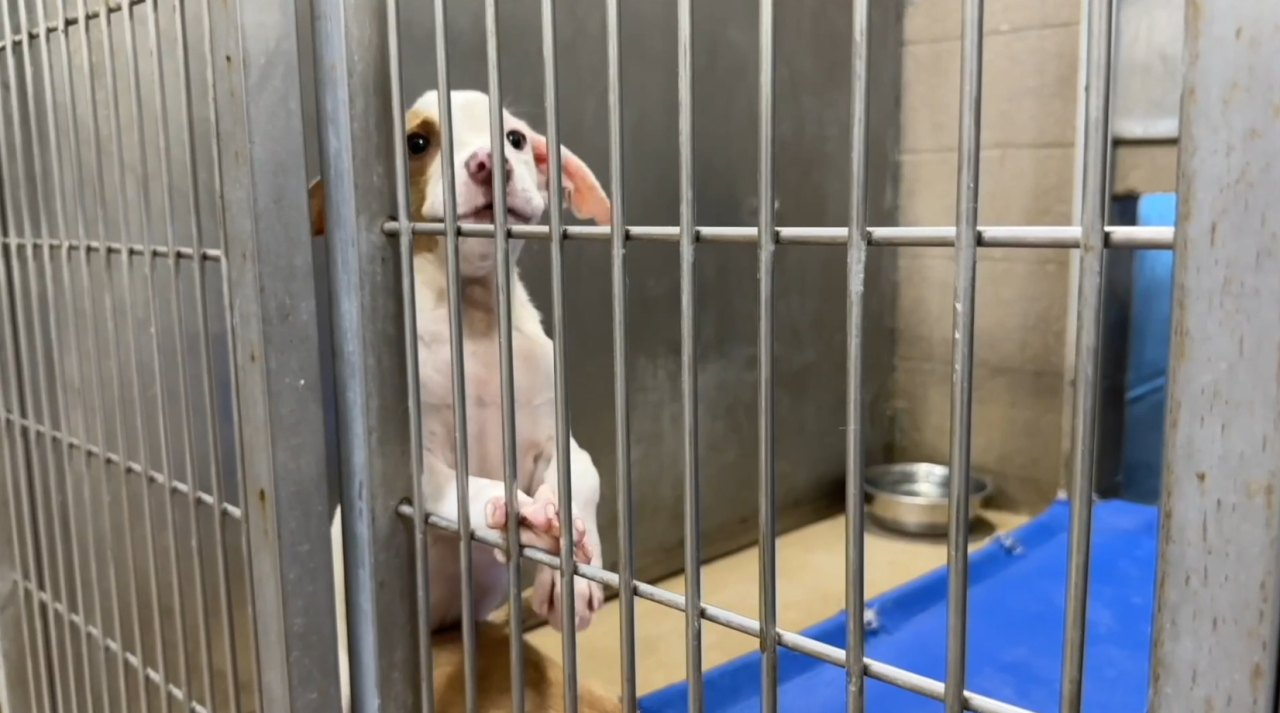 Animal Care Services