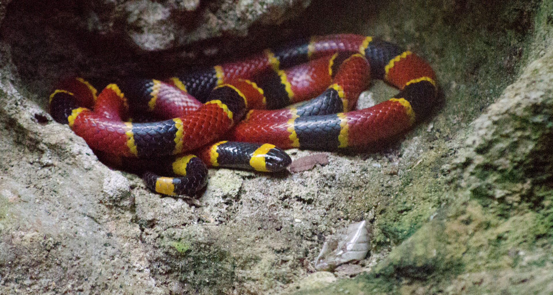 Snake sightings are surging in Texas — here’s why