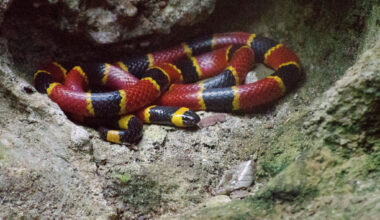 Snake sightings are surging in Texas — here’s why