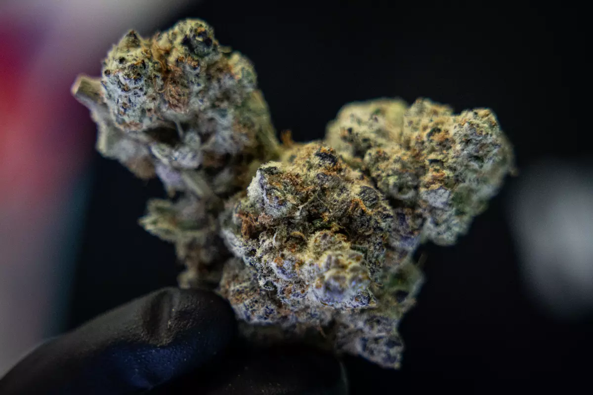 A cannabis flower sold at Terp Haus in South Austin. A temporary injunction issued Friday allows the continued sale of such smokable hemp products in Texas.