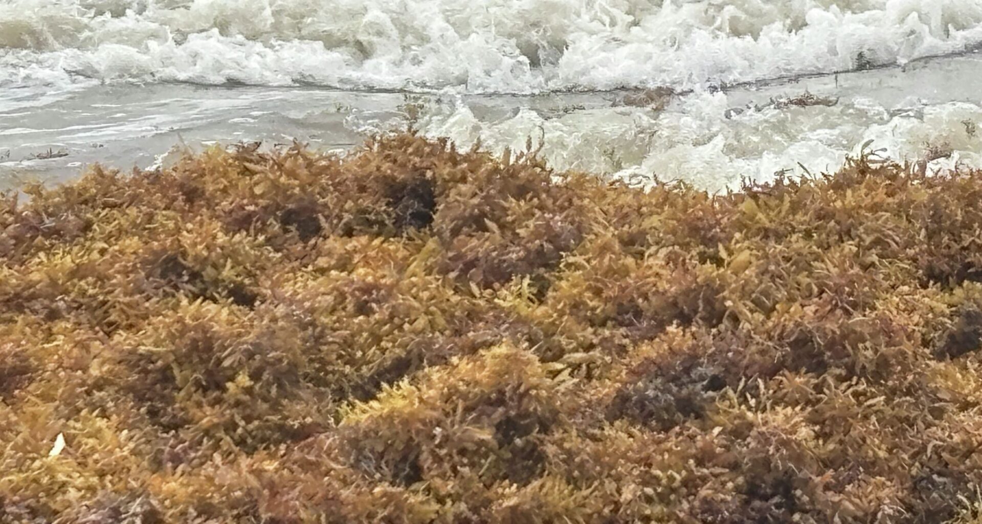 Seaweed swamps Texas beaches at start of tourism season