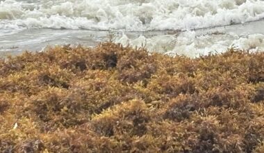 Seaweed swamps Texas beaches at start of tourism season