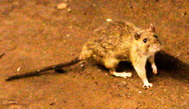 A suspected hantavirus outbreak on a cruise ship in the Atlantic Ocean kills 3 people, WHO says