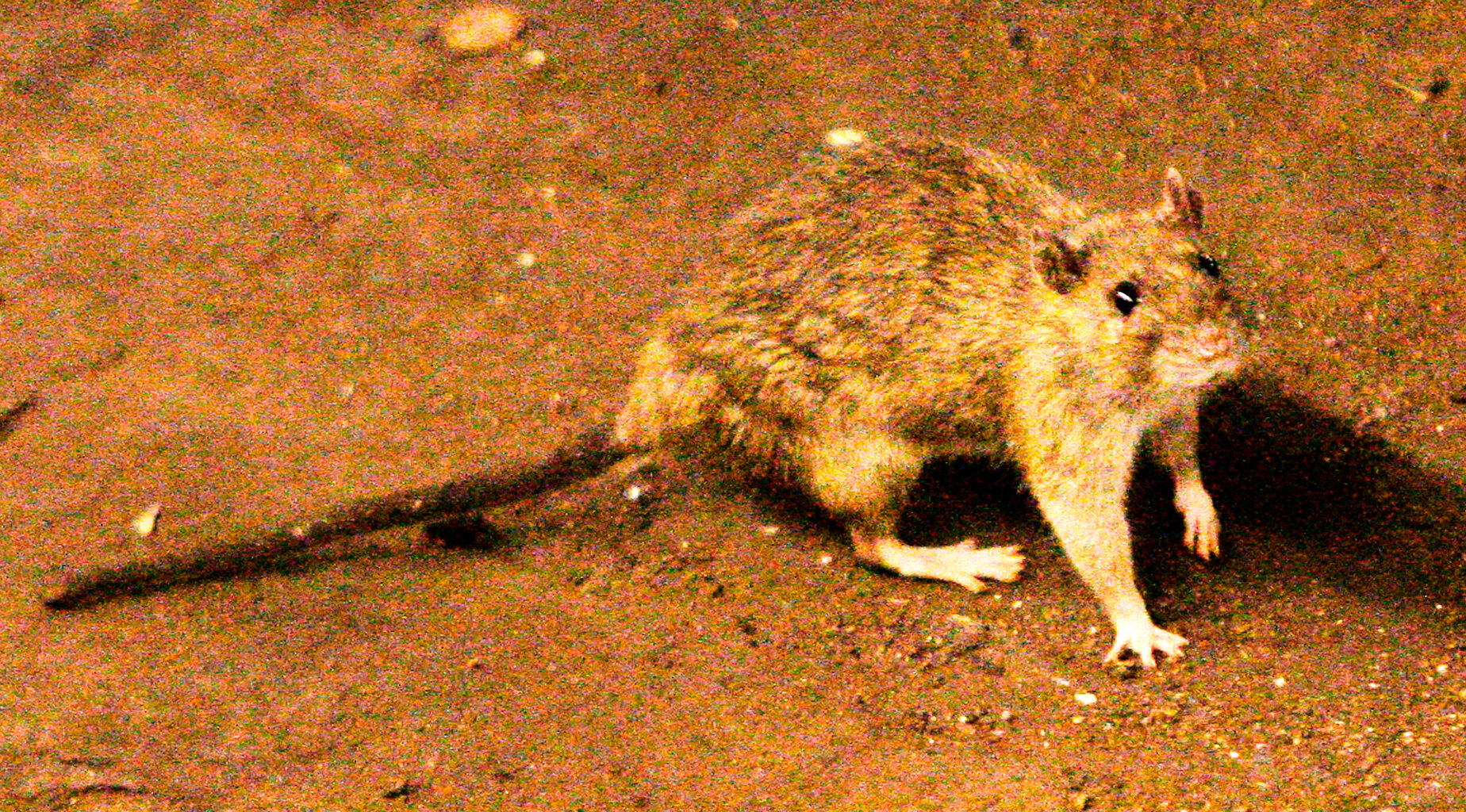 A suspected outbreak of the rare hantavirus on a cruise ship in the Atlantic kills 3 people