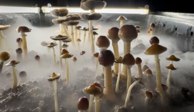 Austin psychedelic church sues again over psilomethoxin claims